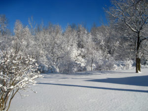 snowy yard