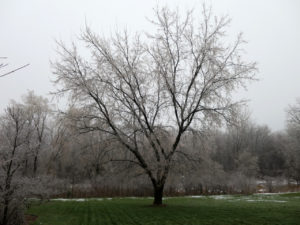 ice trees