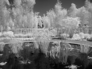 water plants infrared