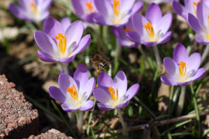 Crocus and bees