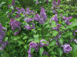 Sensation Lilac