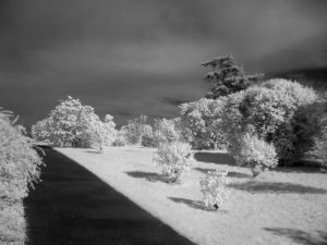 Lilacs in Infrared