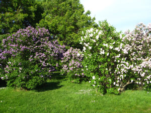 Lilacs in Highland Park