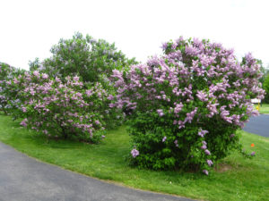 Lilacs in Highland Park
