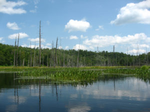 swamp photo